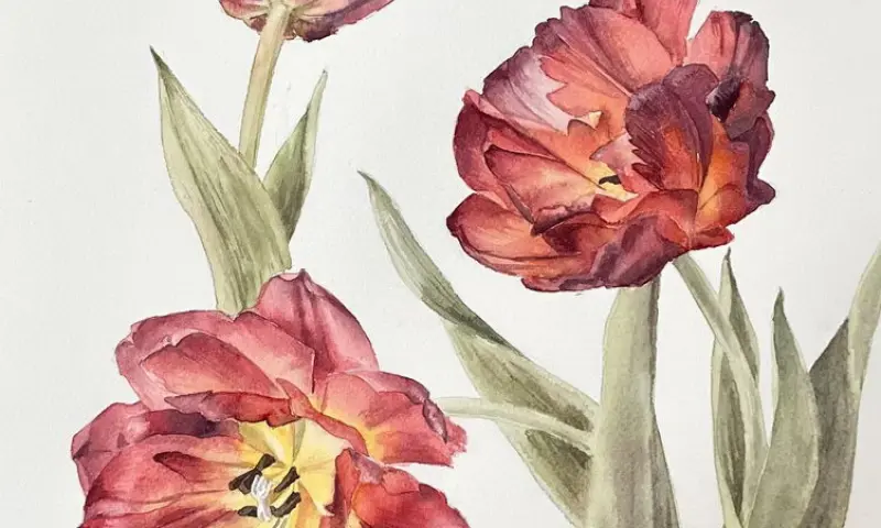 До 13 апреля — выставка ботанической иллюстрации "Репетиция весны" в "Аптекарском огороде"