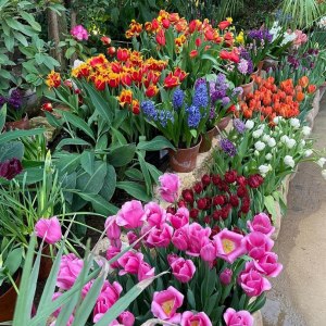Тюльпаны и другие весенние цветы — с 19 марта в субтропиках "Аптекарского огорода" 0