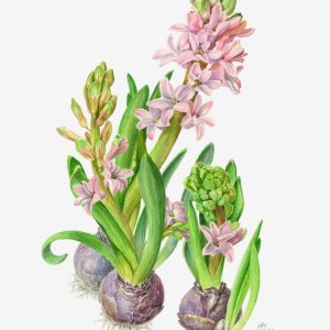 До 13 апреля — выставка ботанической иллюстрации "Репетиция весны" в "Аптекарском огороде" 1