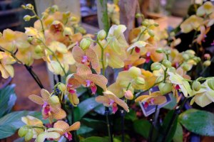 Фестиваль орхидей "Тропическая зима" откроется 24 декабря в "Аптекарском огороде" 1