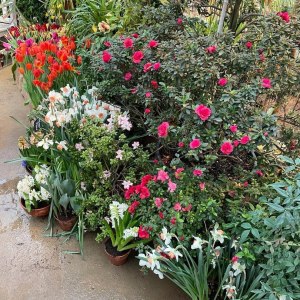 Тюльпаны и другие весенние цветы — с 19 марта в субтропиках "Аптекарского огорода" 1