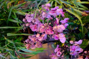 Фестиваль орхидей "Тропическая зима" откроется 24 декабря в "Аптекарском огороде" 5