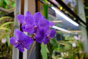 Фестиваль орхидей "Тропическая зима" откроется 24 декабря в "Аптекарском огороде" 4