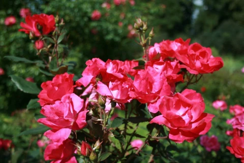 Праздник роз пройдёт 29 и 30 июня в Ботаническом саду МГУ