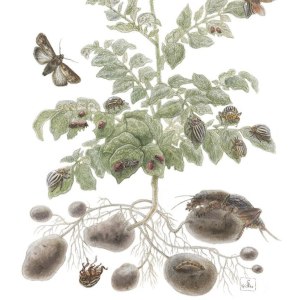 Выставка портретов урожая «Вдохновение осени» открылась в Аптекарском огороде 3 Выставка портретов урожая «Вдохновение осени» открылась в Аптекарском огороде 3