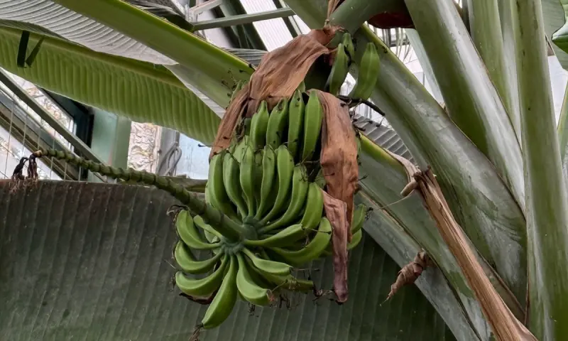 Папайя и бананы плодоносят, хищники цветут — новости Пальмовой оранжереи!