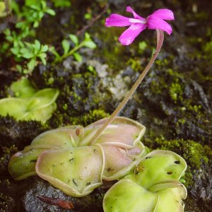 Хищная жирянка расцвела в тропиках «Аптекарского огорода» 0 Хищная жирянка расцвела в тропиках «Аптекарского огорода» 0