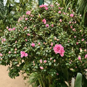 Первые камелии и азалии расцвели в «Аптекарском огороде» 3 Первые камелии и азалии расцвели в «Аптекарском огороде» 3