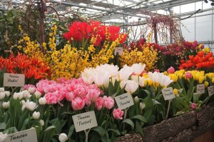 Тысячи тюльпанов расцветут к 11 февраля в "Аптекарском огороде" 1