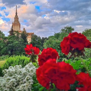 Праздник роз пройдёт 29 и 30 июня в Ботаническом саду МГУ 0