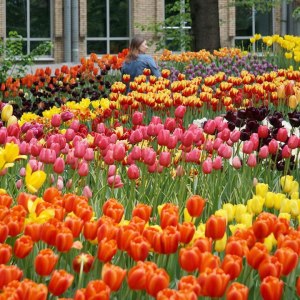 Весенний фестиваль цветов — с 12 апреля до июня в "Аптекарском огороде" 2