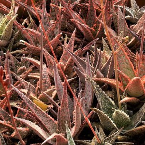 Выставка кактусов и других суккулентов пройдёт с 1 по 9 ноября в «Аптекарском огороде» 0 Выставка кактусов и других суккулентов пройдёт с 1 по 9 ноября в «Аптекарском огороде» 0