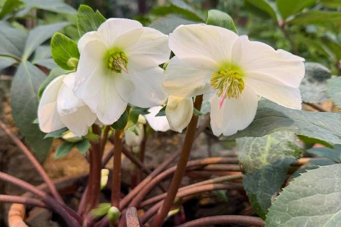Буйство азалий, помело и морозников — спешите в субтропики Аптекарского огорода!