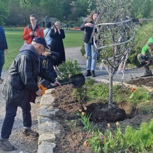 Яблоню Победы в память о героях Великой Отечественной войны посадили в Аптекарском огороде 0