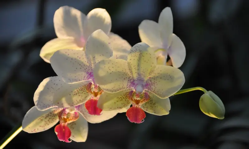 Фестиваль орхидей пройдёт с 27 декабря по 1 марта в Аптекарском огороде