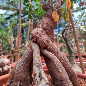 Выставка кактусов и других суккулентов пройдёт с 1 по 9 ноября в «Аптекарском огороде» 2 Выставка кактусов и других суккулентов пройдёт с 1 по 9 ноября в «Аптекарском огороде» 2