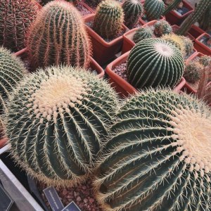 Новая интерактивная экскурсия для детей по оранжереям в Аптекарском огороде! 7