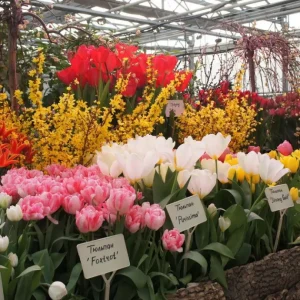 Тысячи тюльпанов расцветут со 2 по 17 марта в "Аптекарском огороде" 5