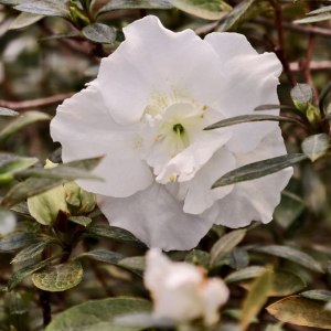 Первые камелии и азалии расцвели в «Аптекарском огороде» 7 Первые камелии и азалии расцвели в «Аптекарском огороде» 7