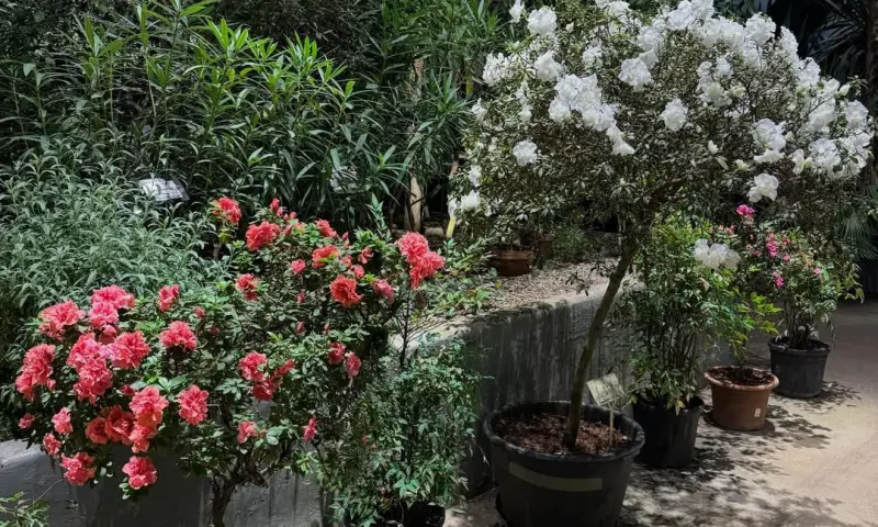 Приглашаем на новую экскурсию «Жизнь за стеклом: тропики и субтропики» в выходные!