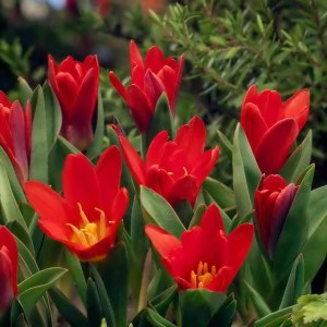 Первые тюльпаны в Москве расцвели 2 апреля в "Аптекарском огороде" 1