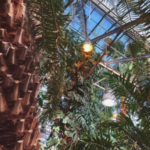 Новая интерактивная экскурсия для детей по оранжереям в Аптекарском огороде! 5