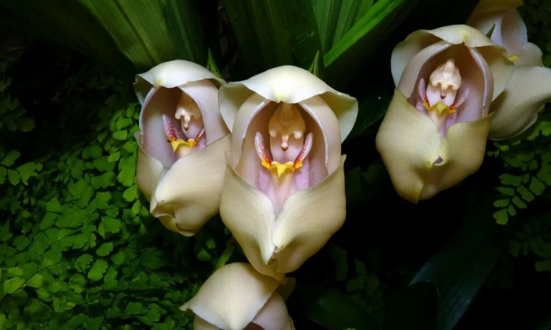 Орхидея-тюльпан расцвела в тропиках "Аптекарского огорода"