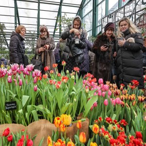 Персидский сад с тысячами тюльпанов откроется 22 февраля в "Аптекарском огороде" 1