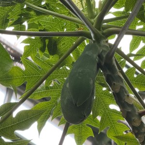 Папайя и бананы плодоносят, хищники цветут — новости Пальмовой оранжереи! 6