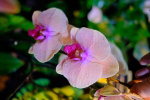 Фестиваль орхидей "Тропическая зима" откроется 24 декабря в "Аптекарском огороде" 6