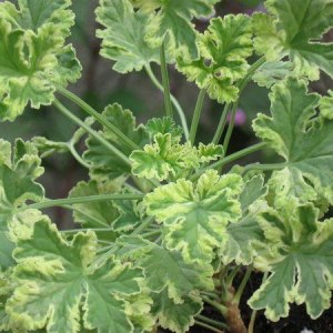 Выставка пеларгоний — с 1 по 4 ноября в «Аптекарском огороде» 2