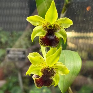 Папайя и бананы плодоносят, хищники цветут — новости Пальмовой оранжереи! 1