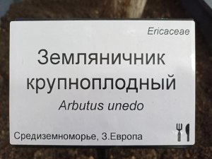 Земляничное дерево расцвело в "Аптекарском огороде" 0