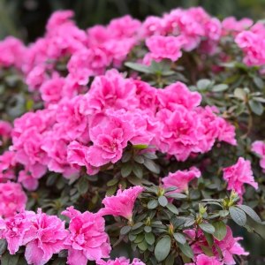 Буйство азалий, помело и морозников &mdash; спешите в субтропики Аптекарского огорода! 3