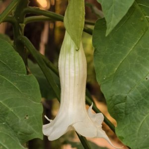 Первые камелии и азалии расцвели в «Аптекарском огороде» 1 Первые камелии и азалии расцвели в «Аптекарском огороде» 1