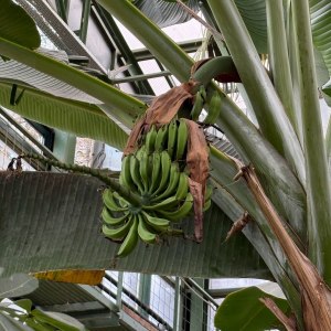 Папайя и бананы плодоносят, хищники цветут — новости Пальмовой оранжереи! 7