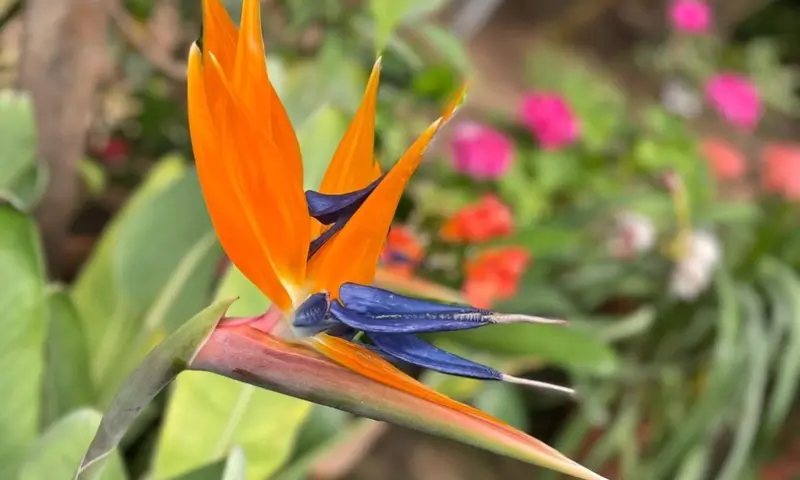 &laquo;Райская птица&raquo; расцвела в Аптекарском огороде