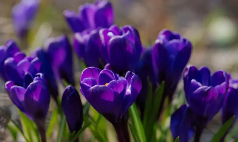 Весенний фестиваль цветов — с 12 апреля до июня в "Аптекарском огороде"