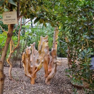 Выставка «Грибное место» открылась в субтропиках «Аптекарского огорода» 7