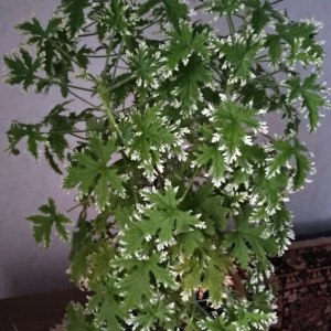 Выставка пеларгоний — с 1 по 4 ноября в «Аптекарском огороде» 3