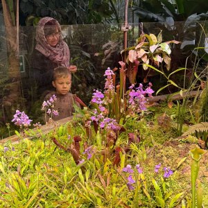 Папайя и бананы плодоносят, хищники цветут — новости Пальмовой оранжереи! 5