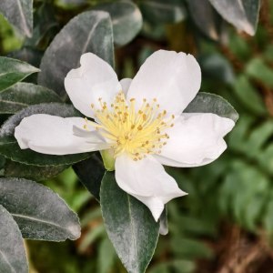 Первые камелии и азалии расцвели в «Аптекарском огороде» 6 Первые камелии и азалии расцвели в «Аптекарском огороде» 6