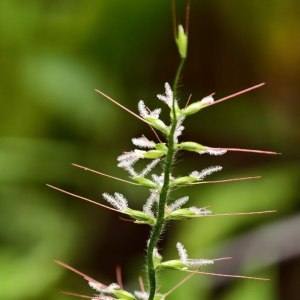 Первые камелии и азалии расцвели в «Аптекарском огороде» 4 Первые камелии и азалии расцвели в «Аптекарском огороде» 4