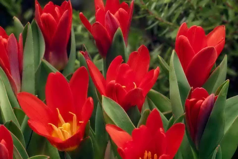 Первые тюльпаны в Москве расцвели 2 апреля в 