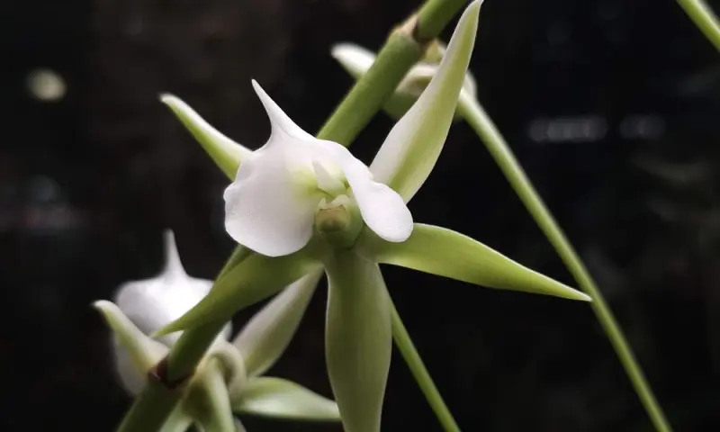 Редкая орхидея из Мадагаскара зацвела в Аптекарском огороде