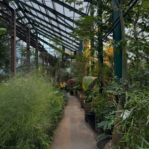 Приглашаем на новую экскурсию «Жизнь за стеклом: тропики и субтропики» в выходные! 6