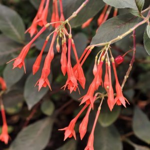 Первые камелии и азалии расцвели в «Аптекарском огороде» 0 Первые камелии и азалии расцвели в «Аптекарском огороде» 0