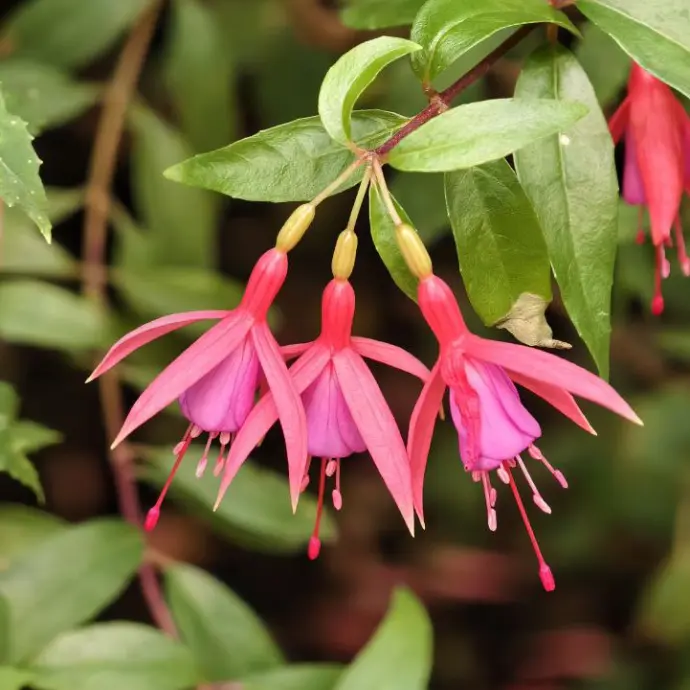 Первые камелии и азалии расцвели в «Аптекарском огороде»