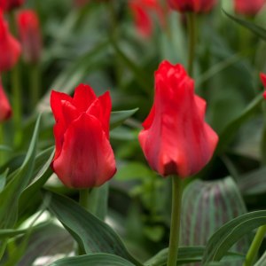 Первые тюльпаны в Москве расцвели 2 апреля в "Аптекарском огороде" 0