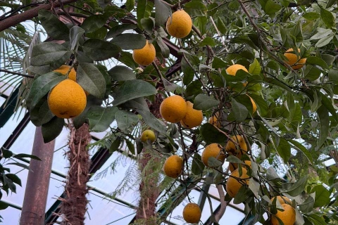 Помело мощно плодоносит в субтропиках «Аптекарского огорода»